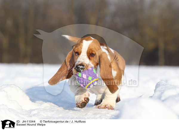 Basset Hound Welpe / Basset Hound Puppy / JH-11044