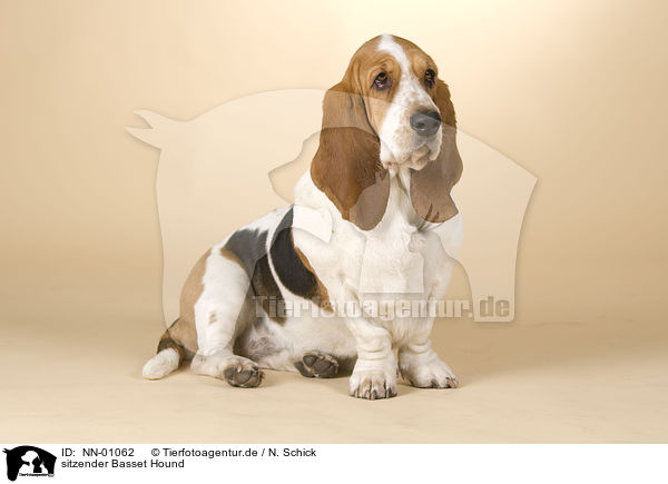 sitzender Basset Hound / NN-01062