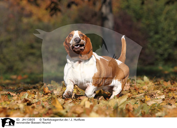 rennender Basset Hound / JH-13805