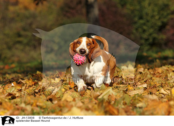 spielender Basset Hound / JH-13808