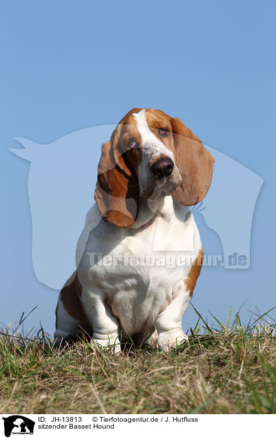 sitzender Basset Hound / JH-13813
