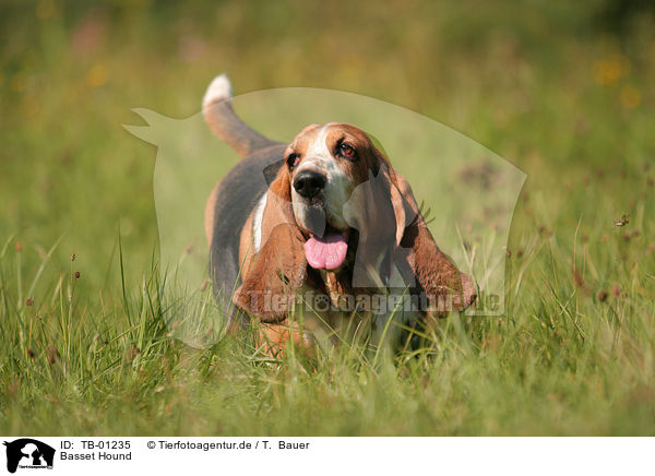 Basset Hound / TB-01235