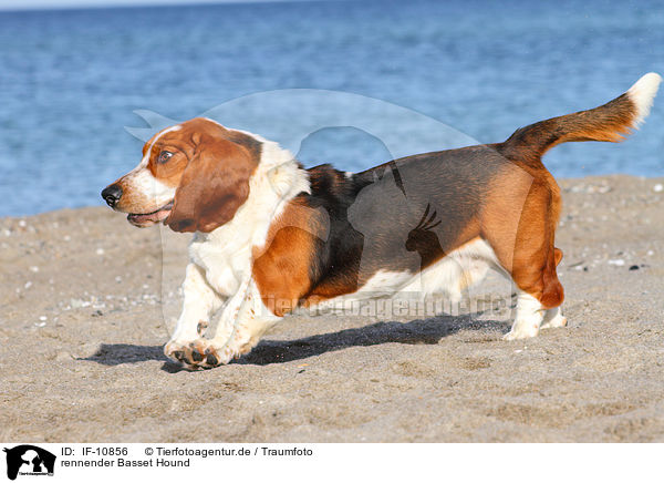 rennender Basset Hound / IF-10856