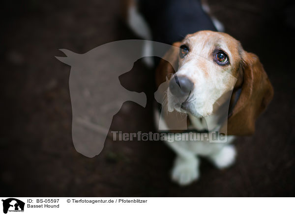 Basset Hound / BS-05597