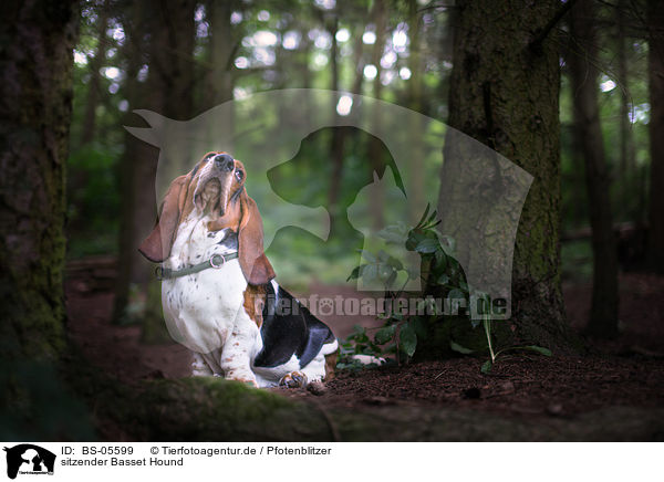 sitzender Basset Hound / BS-05599