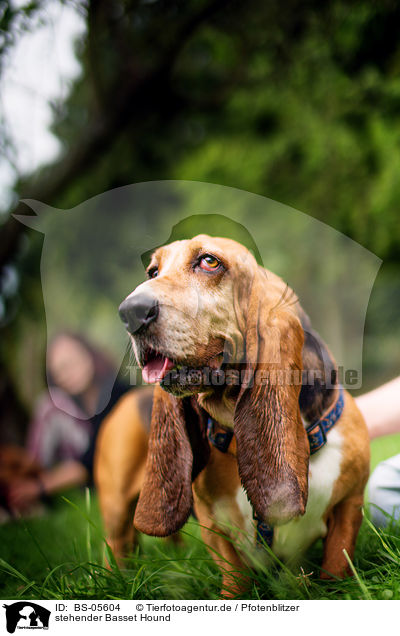 stehender Basset Hound / BS-05604