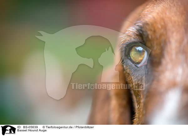 Basset Hound Auge / Basset Hound eye / BS-05639