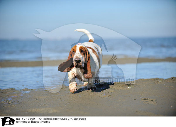 rennender Basset Hound / YJ-10809