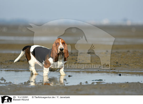 Basset Hound / YJ-12281