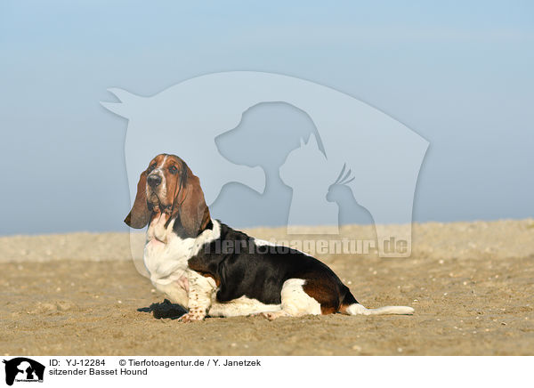 sitzender Basset Hound / YJ-12284