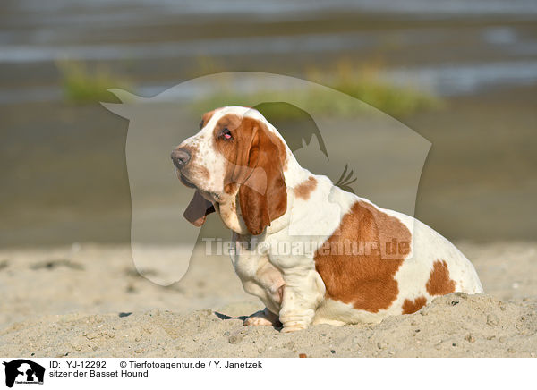 sitzender Basset Hound / YJ-12292