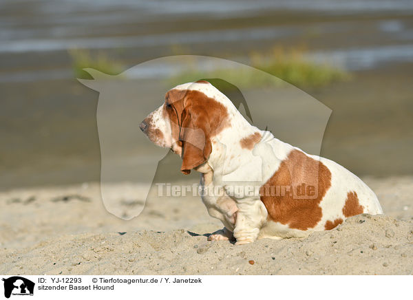 sitzender Basset Hound / YJ-12293