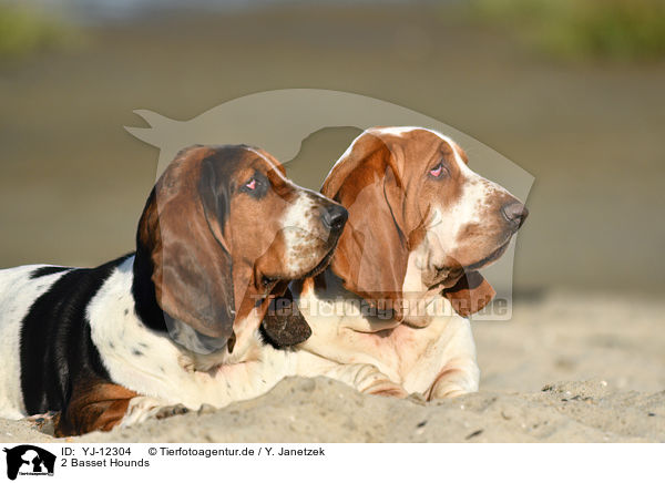 2 Basset Hounds / YJ-12304