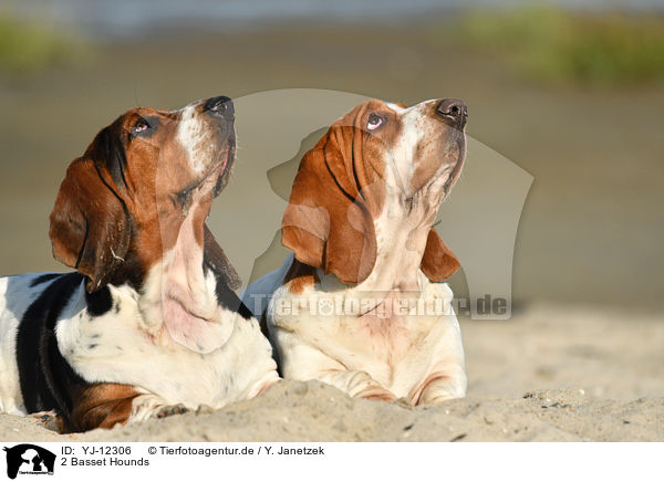 2 Basset Hounds / YJ-12306