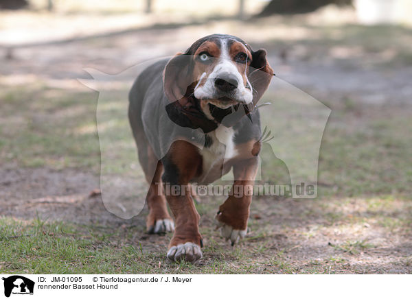 rennender Basset Hound / running Basset Hound / JM-01095