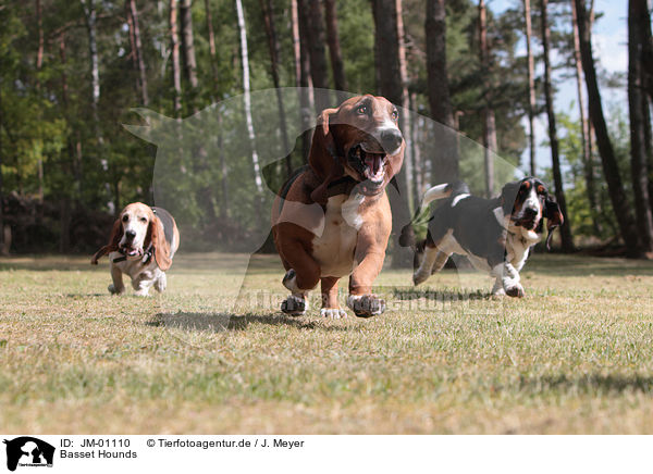 Basset Hounds / JM-01110
