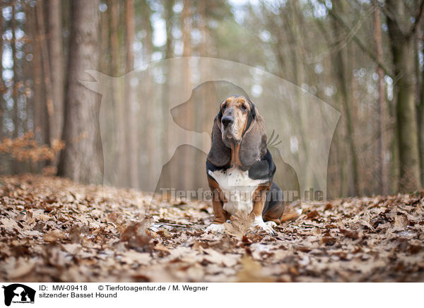 sitzender Basset Hound / MW-09418