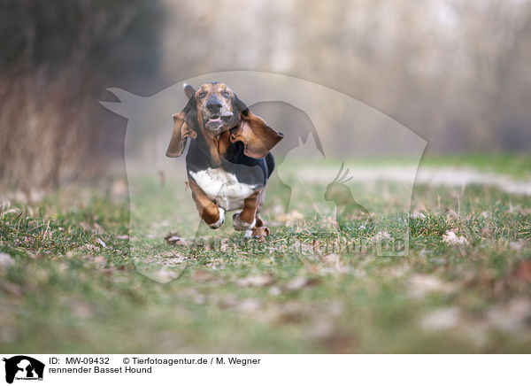 rennender Basset Hound / MW-09432