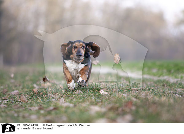 rennender Basset Hound / MW-09438