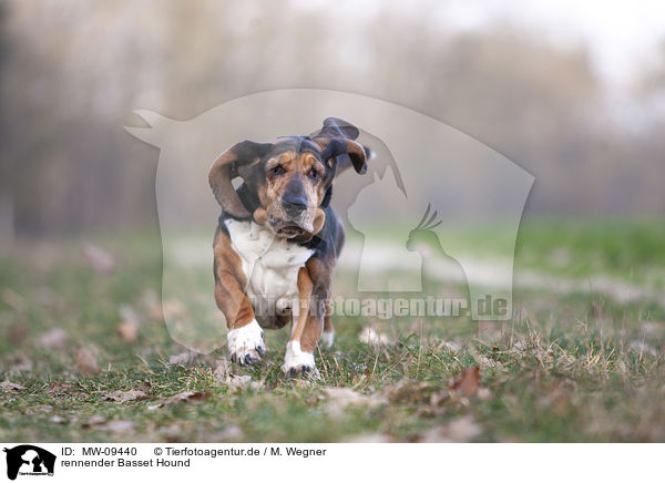 rennender Basset Hound / MW-09440