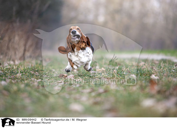 rennender Basset Hound / MW-09442