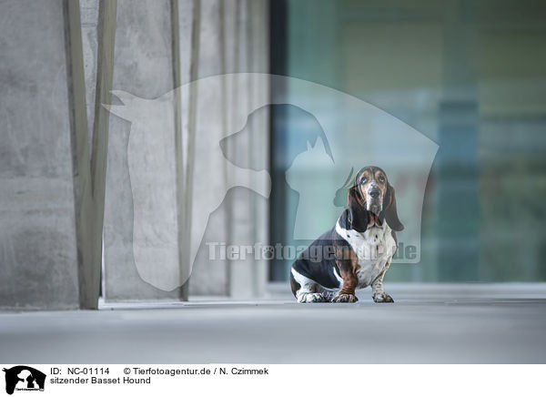 sitzender Basset Hound / NC-01114