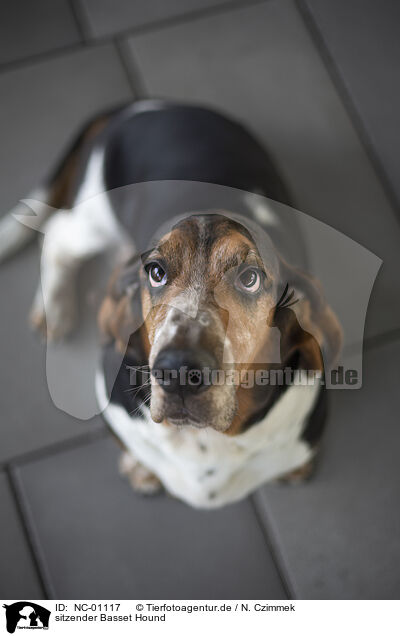 sitzender Basset Hound / NC-01117