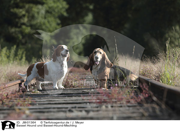 Basset Hound und Basset-Hound-Mischling / JM-01364