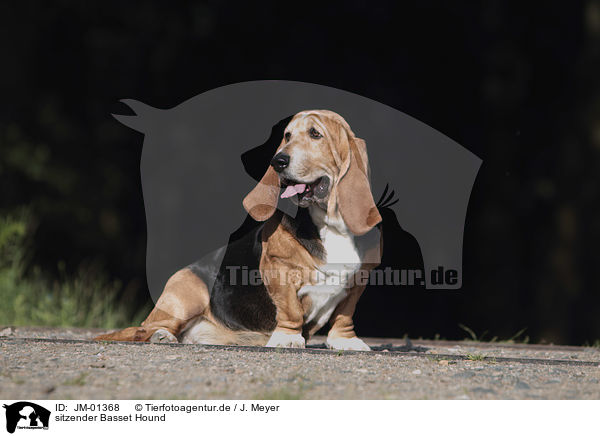 sitzender Basset Hound / JM-01368