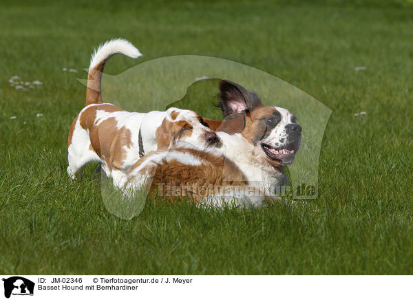 Basset Hound mit Bernhardiner / Basset Hound with Saint Bernard / JM-02346