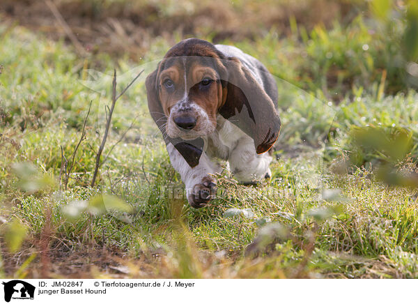 junger Basset Hound / JM-02847