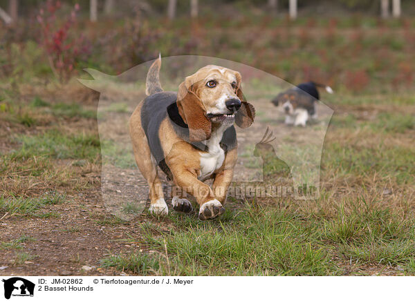 2 Basset Hounds / JM-02862