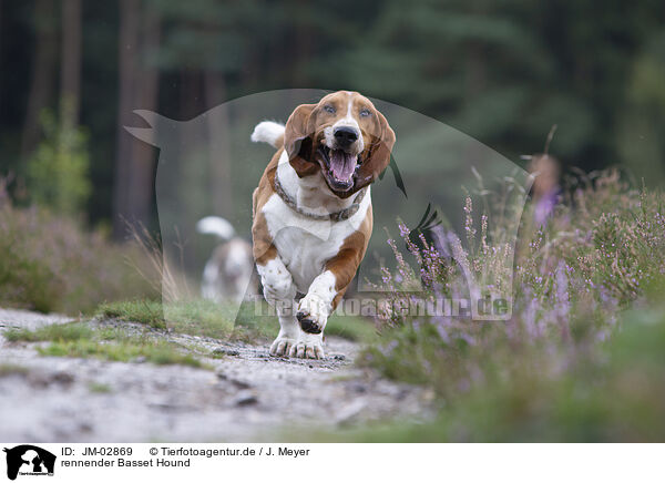 rennender Basset Hound / JM-02869