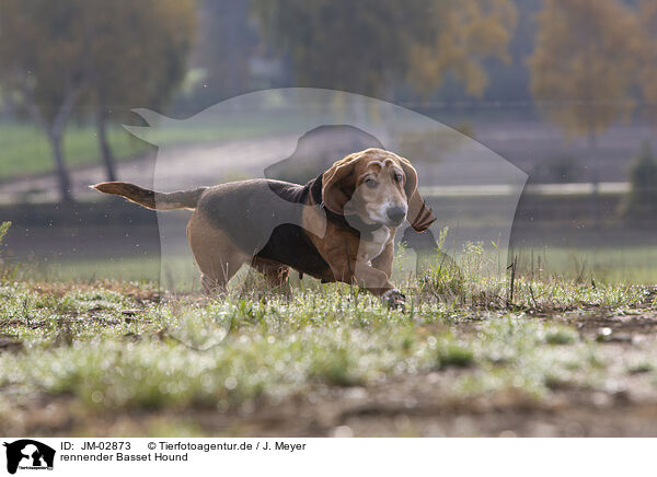 rennender Basset Hound / JM-02873