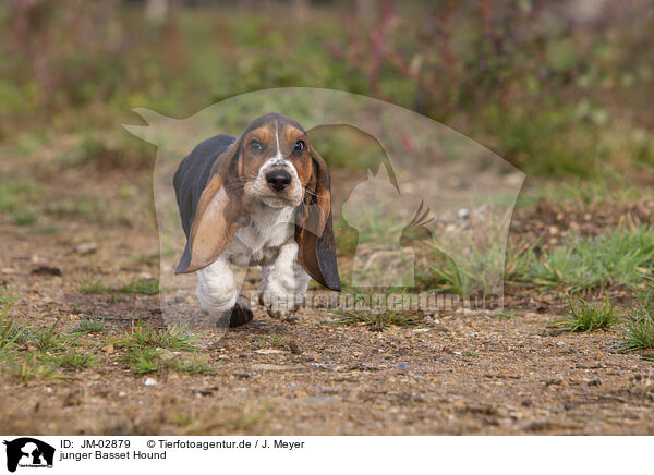 junger Basset Hound / JM-02879