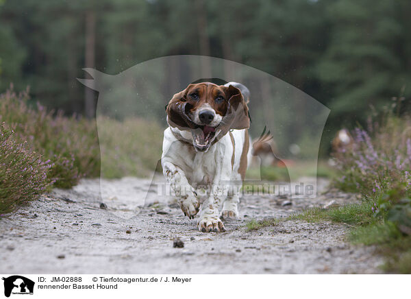 rennender Basset Hound / JM-02888