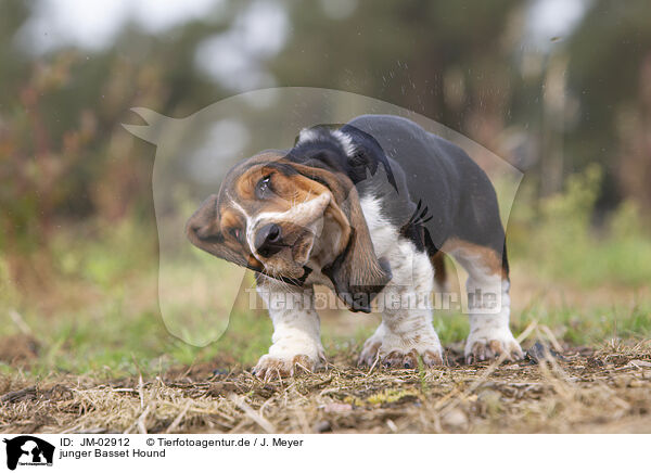 junger Basset Hound / young Basset Hound / JM-02912