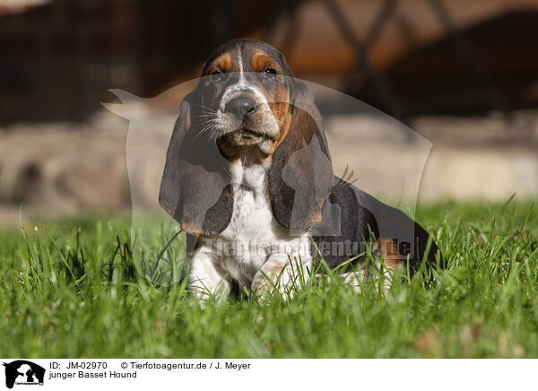 junger Basset Hound / JM-02970