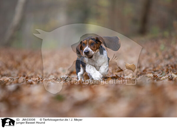 junger Basset Hound / JM-03006