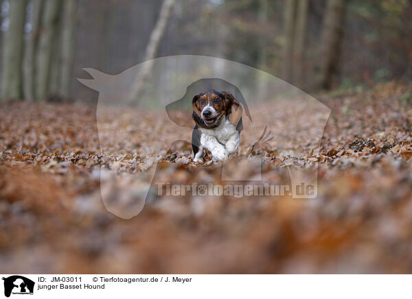 junger Basset Hound / JM-03011