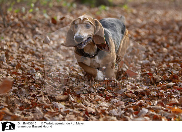 rennender Basset Hound / JM-03015