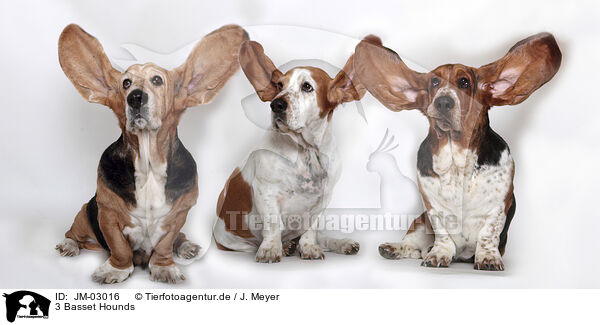 3 Basset Hounds / 3 Basset Hounds / JM-03016