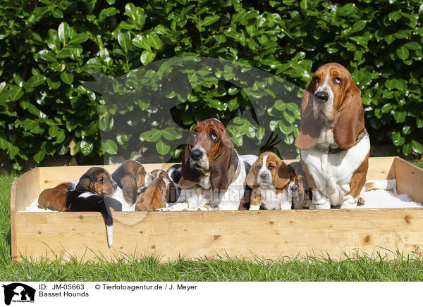 Basset Hounds / Basset Hounds / JM-05663