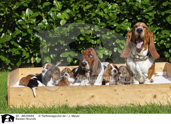 Basset Hounds / JM-05664