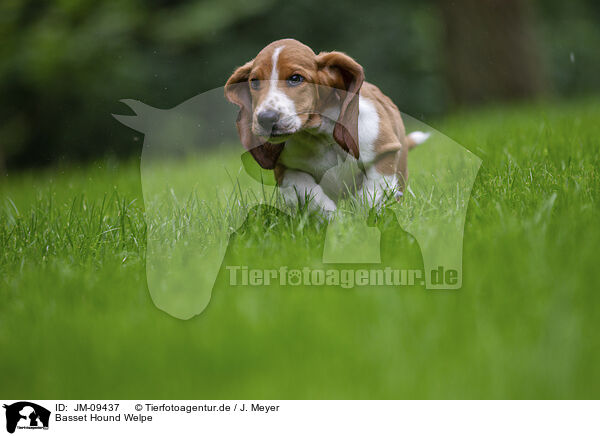 Basset Hound Welpe / JM-09437