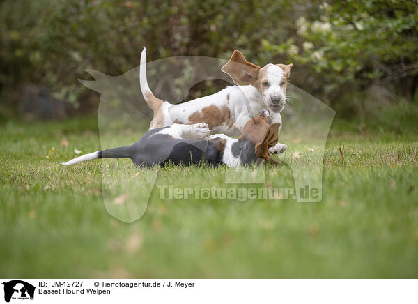 Basset Hound Welpen / Basset Hound Puppies / JM-12727