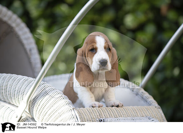 Basset Hound Welpe / Basset Hound Puppy / JM-14592