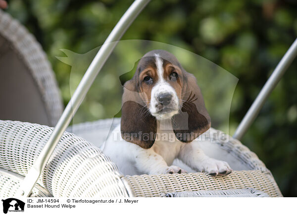 Basset Hound Welpe / Basset Hound Puppy / JM-14594