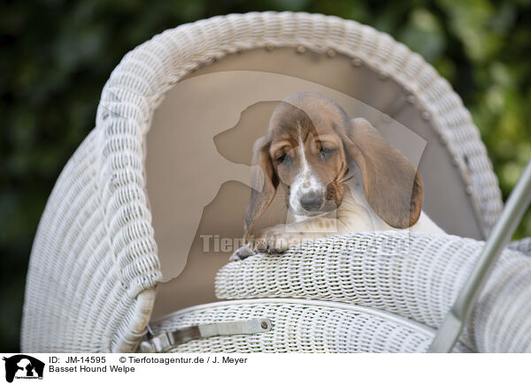 Basset Hound Welpe / Basset Hound Puppy / JM-14595