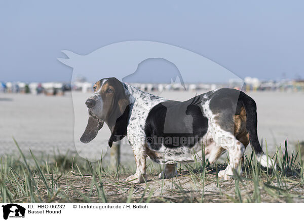 Basset Hound / Basset Hound / HBO-06232